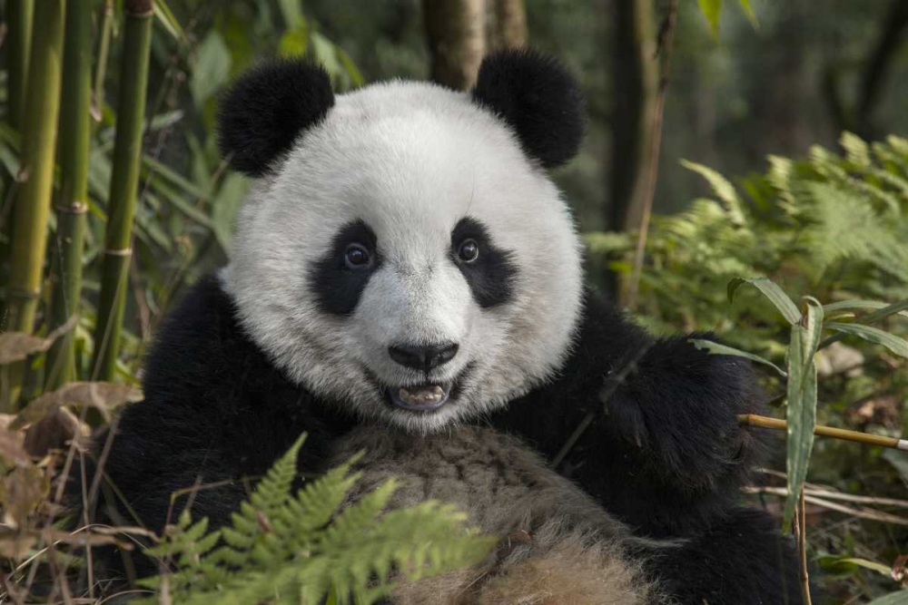China, Chengdu Portrait of young giant panda